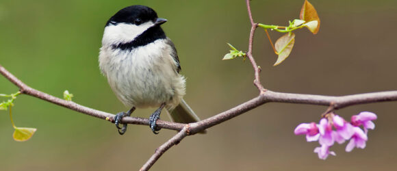 Mindfulness-and-nature